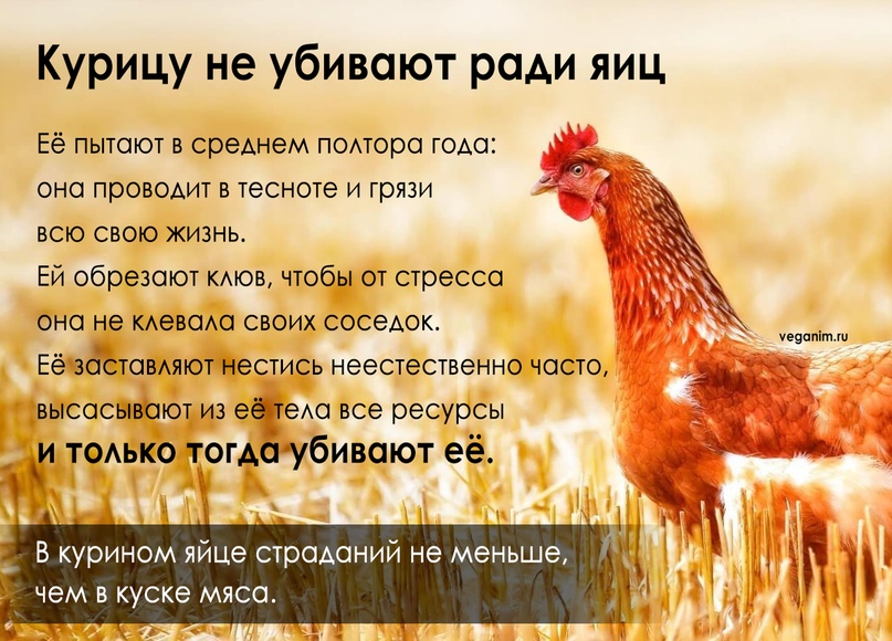 Вегетарианец есть яйца. Доклад про курицу. Интересные факты о курицах. Интересные факты про кур не. Информация про курей.